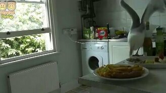 Объевшаяся чайка - смотреть видео (1:30)