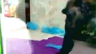 Реакция шимпанзе на фокус - смотреть видео (0:34)