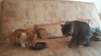 Я только попробую! - смотреть видео (0:40)