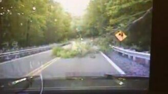 Дерево покусилось на жизнь полицейского - смотреть видео (1:31)