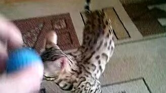 Котопёсик носит мячик - смотреть видео (4:20)