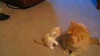 Попытка атаковать мамку - смотреть видео (0:26)