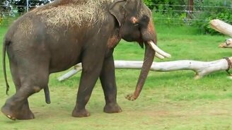 Слон почесал свой живот - смотреть видео (0:21)