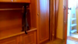 Миссия кота - достать игрушку - смотреть видео (1:21)