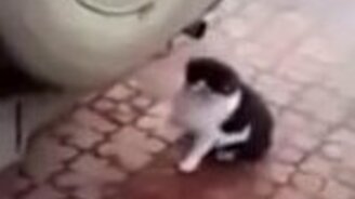 Кот-токсикоман и выхлопы из трубы - смотреть видео (0:24)