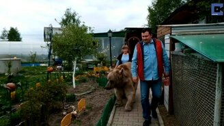 Домашний медведь Степан - смотреть видео (2:42)