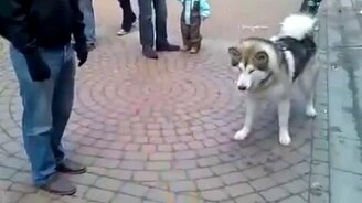 Хаски и надувной кот - смотреть видео (1:09)