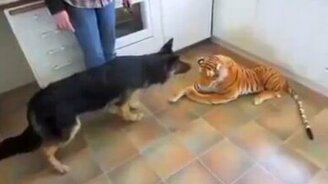 Овчарка против игрушечного тигра - смотреть видео (0:55)