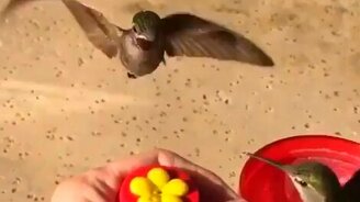 Кормим колибри: замедленная съёмка - смотреть видео (0:15)