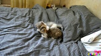 Резвящиеся на кровати котята - смотреть видео (3:17)