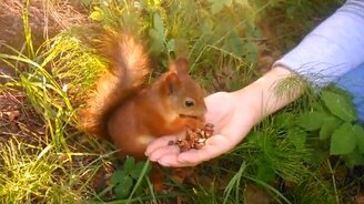 Белка ест орешки с руки - смотреть видео (0:24)