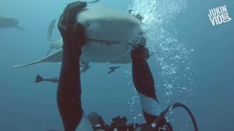 Ласково потрепал белую акулу - смотреть видео (0:47)