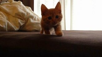 Котёнок нападает на оператора - смотреть видео (2:00)