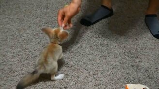 Дрессировка маленького фенека - смотреть видео (1:43)