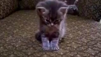 Котёнок пытается уснуть - смотреть видео (1:54)