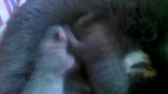 Противостояние за титьку - смотреть видео (1:04)