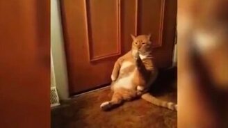 Кот и его трудно досягаемая лапа - смотреть видео (0:17)