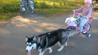 Одна собачья сила для девочки - смотреть видео (0:31)