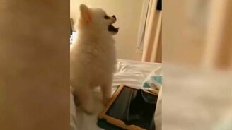 Самый смешной собачий чих - смотреть видео (0:11)