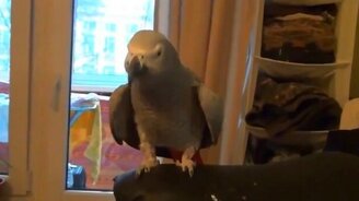 Я кукарача, я кукарача! - смотреть видео (1:57)