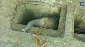 Спасли слонёнка - смотреть видео (1:22)