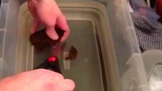 Помог родиться акуле - смотреть видео (1:00)