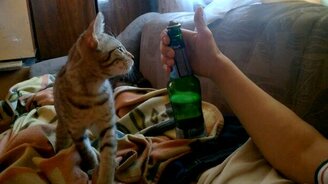 Кото-открывашка - смотреть видео (0:11)