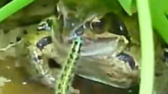 Гусеница нашла свою погибель - смотреть видео (0:59)