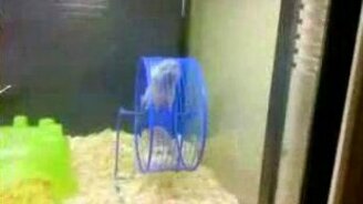 Хомячий кайф - смотреть видео (0:32)