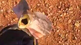 Ящерица отважно защищается - смотреть видео (0:30)