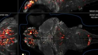 Нейронная активность мозга рыбки - смотреть видео (0:33)