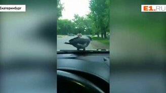 Ворона катается на капоте - смотреть видео (0:47)