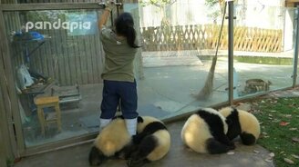 Панды-хулигашки - смотреть видео (3:47)