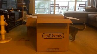 Трюк с коробкой и котами - смотреть видео (0:32)