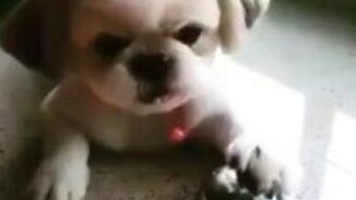 Хозяин на побегушках у своего пса - смотреть видео (0:49)