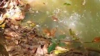 Тыкнул палкой в нечто - смотреть видео (0:40)