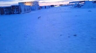 Песец-хитрец наказал обманщика - смотреть видео (0:36)