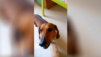 Расчихала таксу - смотреть видео (1:10)