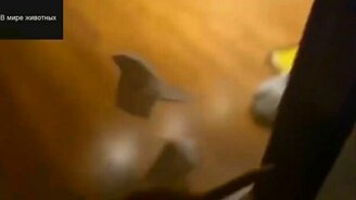 Сборник прикольных котов - смотреть видео (6:09)