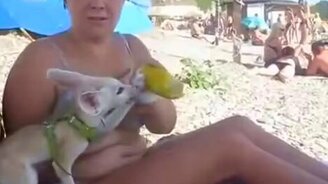 Фенек ест кукурузу - смотреть видео (0:22)