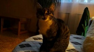 Кошачья реакция на хозяйский кашель - смотреть видео (0:24)