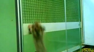 Полазучий хомяк - смотреть видео (0:26)