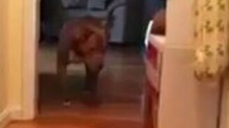 Собака не хочет разбудить кота - смотреть видео (0:50)