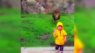 Как нападает семейство кошачьих - смотреть видео (0:20)