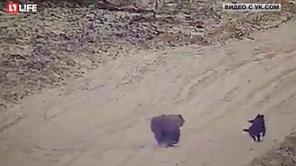 Бездомный пёс подружился с медведем - смотреть видео (1:09)