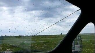 Множество мошки и комаров в тайге - смотреть видео (1:00)