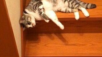 Кот сползает по лестнице - смотреть видео (0:58)