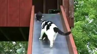 Котята и мать на горке - смотреть видео (1:01)