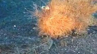 Чудо-юдо против замаскировавшейся рыбы - смотреть видео (1:11)