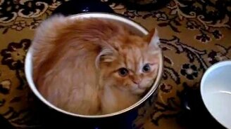 Кот закопался в кастрюлю - смотреть видео (0:18)